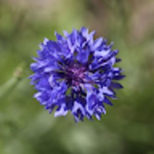 Meet your Posher, Rae